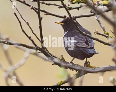 Ring Ouzel, Turdus torquatus Migrant in Dünen auf Gun Hill, Burnham Overy, Norfolk, April Stockfoto