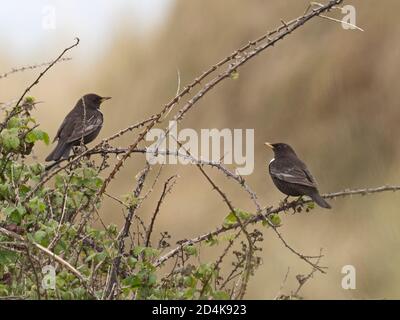 Ring Ouzel, Turdus torquatus Migrant in Dünen auf Gun Hill, Burnham Overy, Norfolk, April Stockfoto