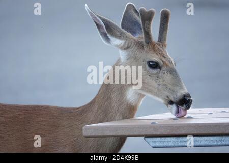 Wilder Schwarzer Schwanz leckt einen Tisch im Mount Rainier National Park, WA, USA Stockfoto