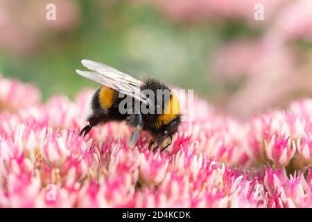 Makrofotografie einer Hummel, die von einer roten Kleeblatt-Blume ernährt wird. Stockfoto