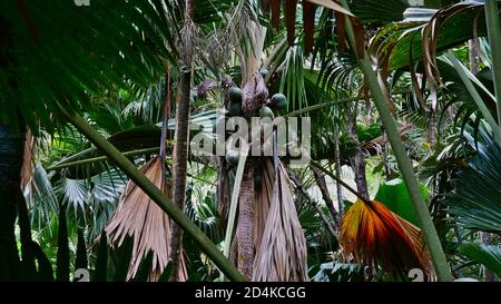 Endemischer Lodoicea-Baum (Kokosnuss, Coco de mer, Doppelkokos) mit seinen riesigen Früchten im dichten Regenwald der Insel Praslin auf den Seychellen. Stockfoto