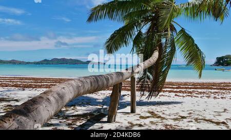 Am Strand Anse Volbert an der Ostküste der Insel Praslin, Seychellen mit türkisfarbenem Wasser, wird ein langer Kokosnussbaum (Cocos nucifera) gestützt. Stockfoto
