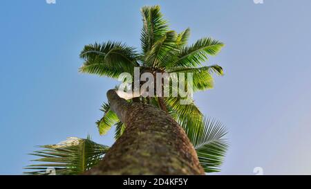 Blick auf den hohen tropischen Kokosnussbaum (Cocos nucifera) von unten mit verdrehtem Stamm, Kokosnussfrüchten, grünen, im Wind winkenden Blättern in La Digue, Seychellen. Stockfoto