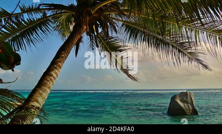 Schöner Kokospalme (Cocos nucifera) am berühmten Strand Anse Source d'Argent, La Digue, Seychellen mit Granitfelsen in türkisfarbenem Wasser. Stockfoto