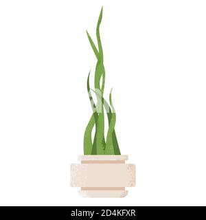 Sansevieria Houseplant isoliert auf weißem Hintergrund. Schlangenpflanze im Topf. Vektorgrafik. Moderne Tropische Zimmerpflanze. Stock Vektor