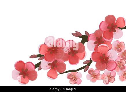 Ein Zweig blühender Kirsche, Pflaume, Apfelbaum, Aprikose, Pfirsich, Birne. Blühender Obstgartenbaum. Große rote und rosa Blüten. Isoliert auf einem weißen Stockfoto