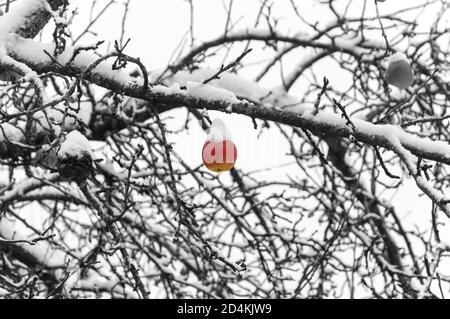 Der letzte schneebedeckte Apfel hängt am Baum Stockfoto