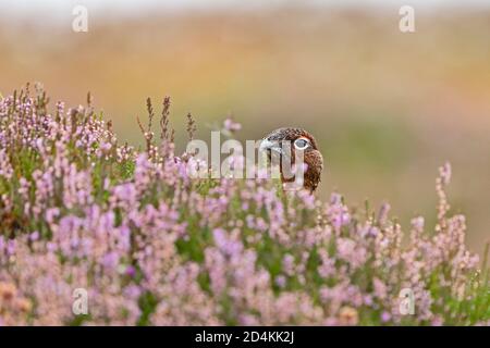 Red Grouse, Lagopus lagopus scotica männlich unter blühender Heide auf Lochinsorb Moor, Speyside Schottland September Stockfoto