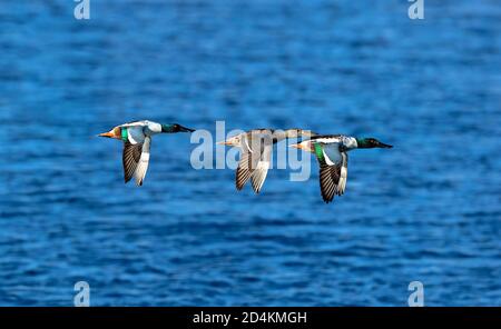 Drei Northern Shoveler Enten fliegen über einem tiefblauen Gewässer. Stockfoto