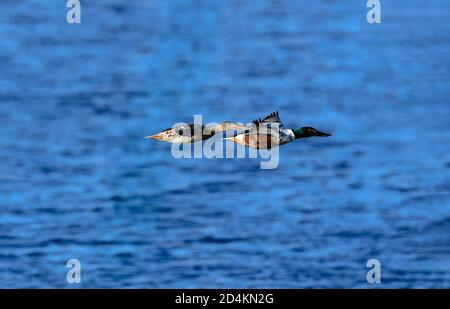 Ein Paar Northern Shoveler Enten, die über einem tiefblauen Gewässer fliegen. Stockfoto