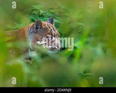 Asiatische goldkatze Catopuma temminckii Captive Stockfoto