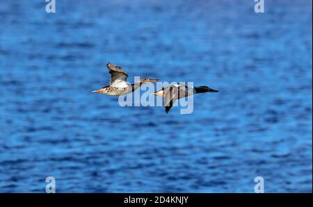Ein Paar sorgloser Northern Shoveler Enten, die über einem tiefblauen Gewässer fliegen. Stockfoto
