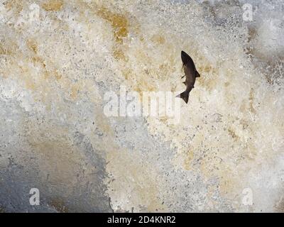 Atlantic Salmon, Salmo Salar, Migration auf den Fluss Shin ein Nebenfluss des Flusses Oykel, Springen die Fälle von Shin, Nordschottland, September Stockfoto