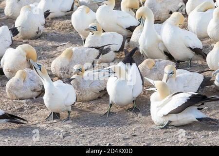 Cape Gantets (Morus capensis) zanken an der Brutkolonie auf Bird Island, Lamberts Bay, Western Cape, Südafrika Stockfoto