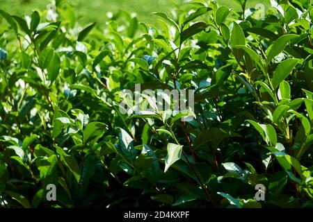 Laub von Teesträuchern in Plantage Nahaufnahme im Freien Stockfoto