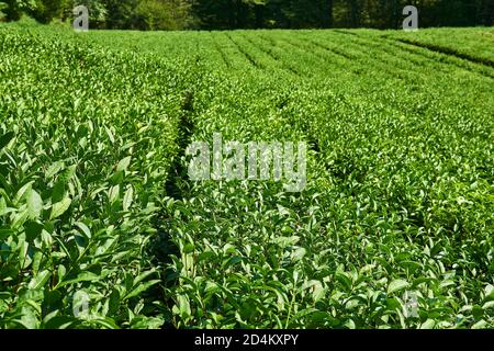 Landschaft - Blick auf eine Teeplantage mit Reihen von Kulturpflanzen Stockfoto