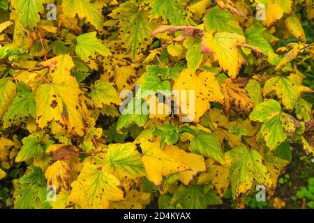 Schwarze Johannisbeerzweige mit herbstlichen gelben und grünen Blättern, natürliche Zutat für die Konservierung und das Kochen zu Hause Stockfoto