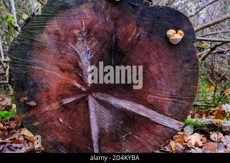 Runder Baumstumpf aus einem gesägten Baum in einem Herbstwald, die Struktur und Textur eines alten Baumes Stockfoto