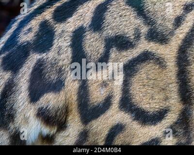 Getrübter Leoparden Neofelis nebulosa, der Fellfarbe und Muster Im Captive Portrait Zeigt Stockfoto