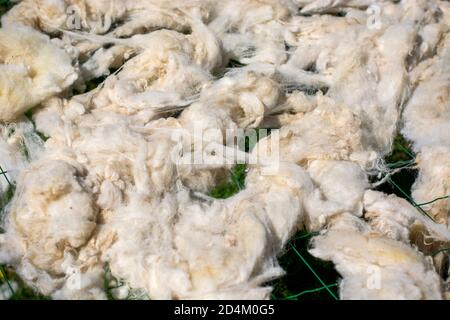 Gewaschene Schafwolle trocknet in der Sonne. Schafsvlies links nach dem Waschen draußen auf einem Zaun zu trocknen. Stockfoto