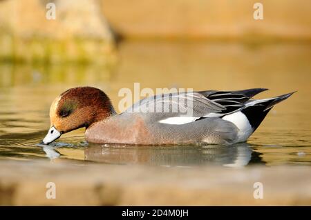 Horizontales Porträt des eurasischen Kerkers, Mareca penelope (Anas penelope), erwachsener Mann, der auf dem Wasser schwimmt. Stockfoto