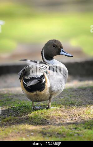 Vertikales Porträt eines nördlichen Pintails, Anas acuta, erwachsenes Männchen, das auf dem Boden ruht. Stockfoto