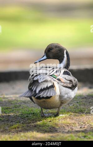 Vertikales Porträt eines nördlichen Pintails, Anas acuta, erwachsenes Männchen, das auf dem Boden ruht. Stockfoto