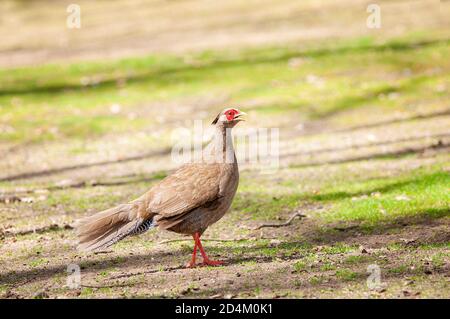 Silberner Fasan, Lophura nycthemera. Weibliche Wanderung auf einem Waldboden. Stockfoto