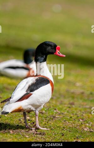 Vertikale Porträt einer gemeinsamen Brandgans Tadorna Tadorna. Männchen auf dem Boden. Stockfoto