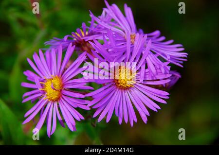 Leuchtend violette Aster blüht im frühen Herbst Stockfoto