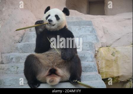 Panda essen Bambus auf Moskau Zoo, Russland Stockfoto