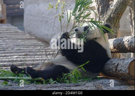 Panda essen Bambus auf Moskau Zoo, Russland Stockfoto