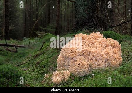 Blumenkohlpilz, Sparassis crispa, seine Lappen ähneln Lasagne Nudeln Stockfoto