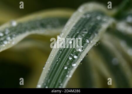 Makro von Wassertropfen auf große Klinge von zwei Ton Grünes Gras Stockfoto