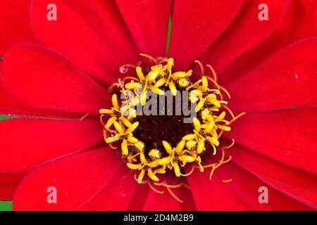 Makro der roten Zinnias gelben Mitte Stockfoto
