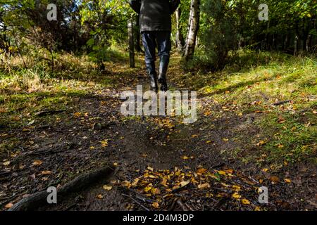 Mann trägt Wellingtons Spaziergang auf dem Wanderweg durch Herbstwald, Butterdean Wood, East Lothian, Schottland, Großbritannien Stockfoto