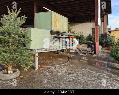 Kauf echte Weihnachtsbäume vom Bauern. Frisch gefällt und ausgewählt werden die Bäume verkauft und mit der Maschine verpackt. Stockfoto