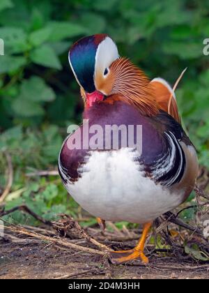 Porträt eines männlichen Mandarin Duck Axi sponsora Stockfoto