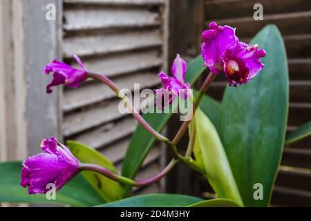 Asuncion, Paraguay. April 2020. Rot in rosa, lila Cattleya Orchideenblüten, gesehen an sonnigen Tagen in Asuncion, Paraguay. Stockfoto