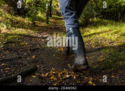 Mann trägt Wellingtons Spaziergang auf dem Wanderweg durch Herbstwald, Butterdean Wood, East Lothian, Schottland, Großbritannien Stockfoto