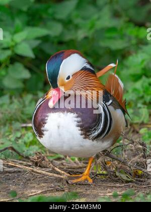 Porträt eines männlichen Mandarin Duck Axi sponsora Stockfoto