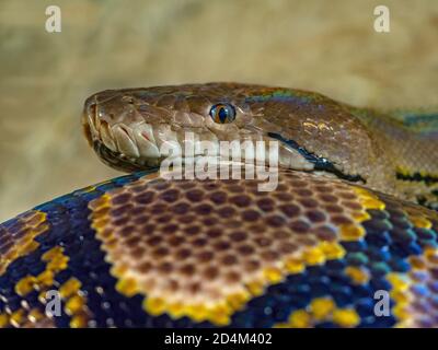 Netzpython Python reticulatus Nahaufnahme der Haut pattens Stockfoto