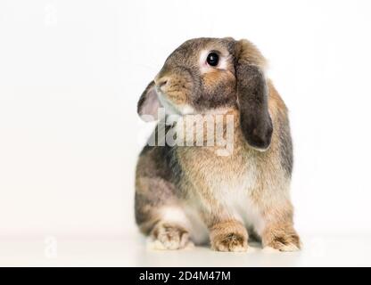 Ein lop ohred Haustier Kaninchen auf einem weißen sitzen Hintergrund Stockfoto