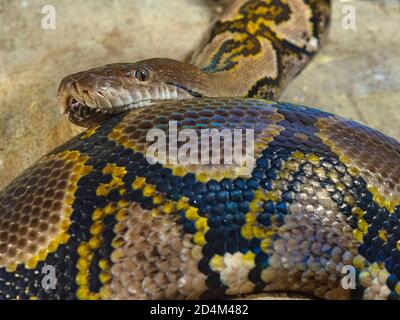 Netzpython Python reticulatus Nahaufnahme der Haut pattens Stockfoto