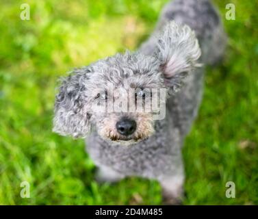 Ein grauer Zwergpudel-Mischlingshund schaut auf die Kamera, mit einem Ohr, das im Wind weht Stockfoto