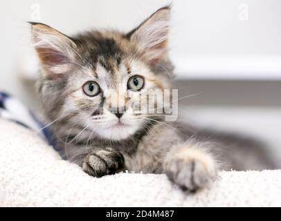 Ein flauschiges junges tabby Kätzchen, das in einer Katze liegt Bett Stockfoto