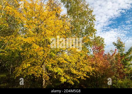 Ein Landschaftsbild herbstlicher Bäume in Warton Crag, einem beliebten Naturschutzgebiet in lancashire, England. 07. Oktober 2020 Stockfoto