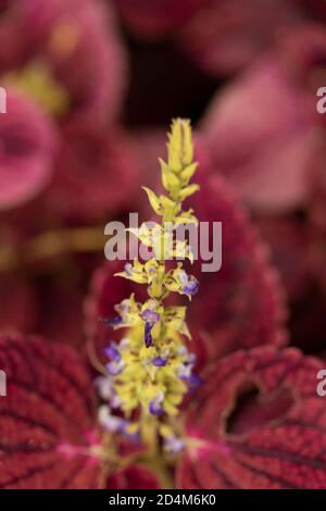 Lobelia Cardinalis ‘Queen Victoria’ gemustertes Laub und Blütenstachel, natürliches Blumenportrait Stockfoto