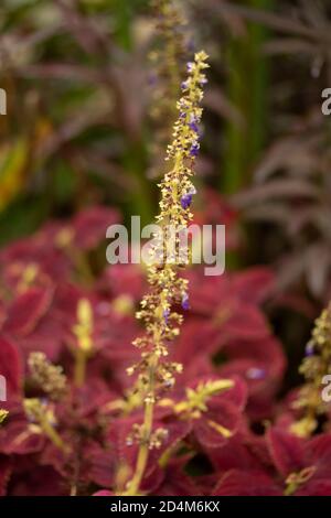 Lobelia Cardinalis ‘Queen Victoria’ gemustertes Laub und Blütenstachel, natürliches Blumenportrait Stockfoto