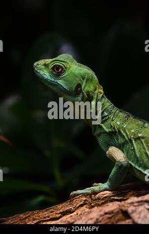 Nahaufnahme Profil Porträt von lebendigen grünen Eidechse, hohen Winkel, Seitenansicht Stockfoto